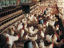 淺談雞病與環(huán)境的關系！