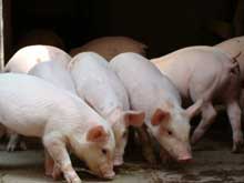 豬厭食一定要重視！