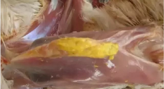 現(xiàn)在青年雞最嚴(yán)重的是什么？