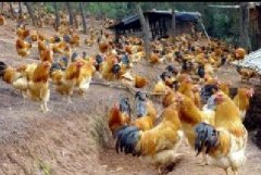 雞咳嗽、呼嚕、甩鼻怎么辦？