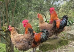 呼吸道看似小病，但是引起后期消瘦，采食下降