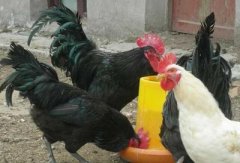 肉雞現(xiàn)在行情還算不錯(cuò)，可是這個(gè)腺肌胃炎出現(xiàn)