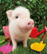 元旦、春節(jié)期間的生豬價(jià)格有望上漲么，能漲多