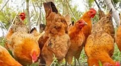 蛋雞產(chǎn)蛋過(guò)程中高峰期維持時(shí)間較短！有個(gè)妙招