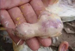 肉雞最頭疼的還是腺肌胃炎，到底該怎么解決？