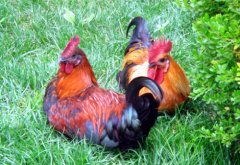 養(yǎng)雞就是養(yǎng)腸道，傷害雞腸道的七個(gè)做法要注意