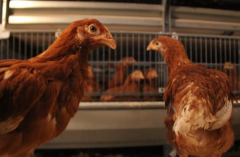 養(yǎng)雞掌握避免溫差出現(xiàn)，雞群遠(yuǎn)離呼吸道疾病