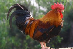 雞大腸桿菌！