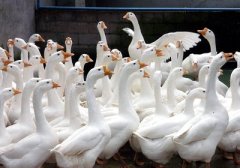 養(yǎng)鵝喂什么飼料好