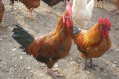 治療家禽呼吸道?。。。。?！