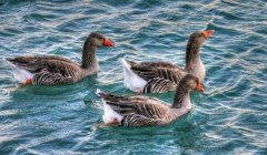 近期番鴨細小病毒并發(fā)！