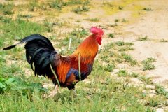 近期家禽呼吸道頻頻發(fā)生，傷亡過(guò)大，一起來(lái)了