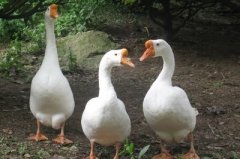 養(yǎng)鵝飼料配方，可以用玉米秸稈養(yǎng)鵝