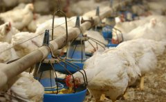 肉雞如何預防球蟲??？