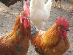 聽說現(xiàn)在球蟲發(fā)病率極高！傷亡也會出現(xiàn)！