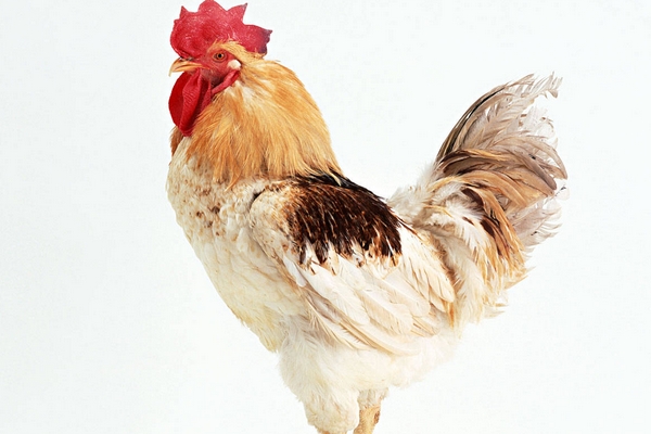 家禽防控大腸桿菌的妙訣！