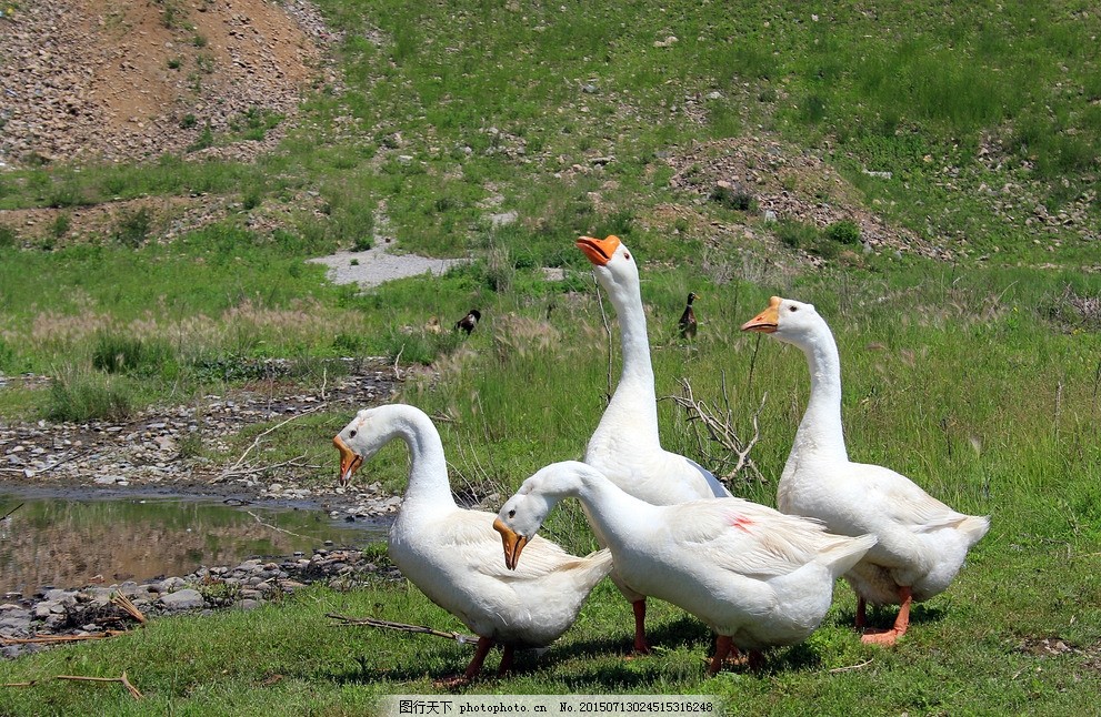 雛鵝為什么會(huì)互相啄毛？怎么解決？